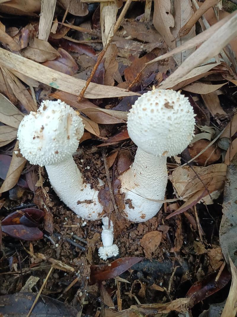 红伞伞白杆杆的危害？必看防范误食小技巧！