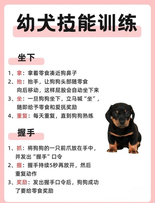 训练和娱乐狗狗资源哪里搜？靠谱来源都在这份推荐里