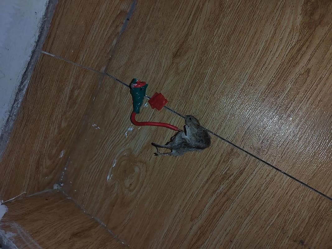 电气鼠是什么工作原理?看完终于明白了