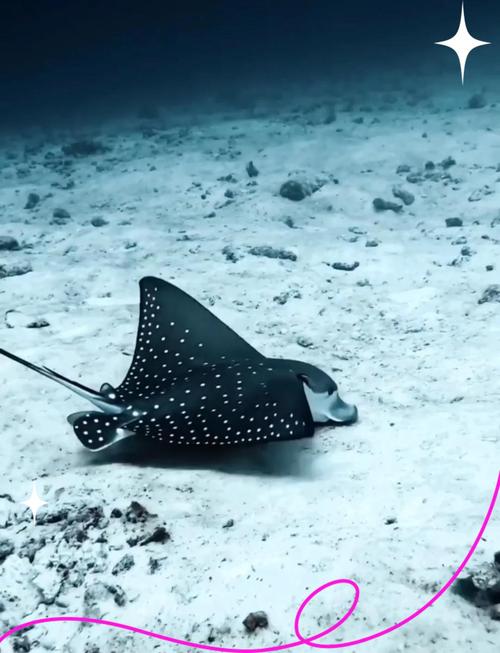 捕捉一些以太鳐哪里效率高?推荐这些热门地点超实用!