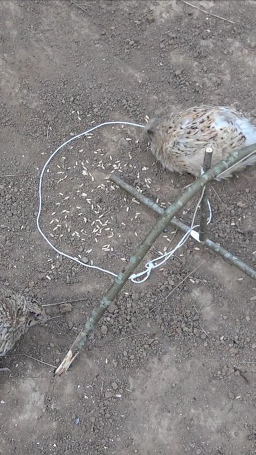 坚固的捕鹤陷阱怎么做(五步轻松搞定新手必看教程)