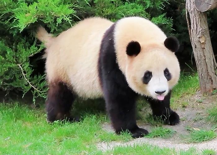 大熊猫的尾巴长什么样子?(独家揭秘短尾奇特特征!)