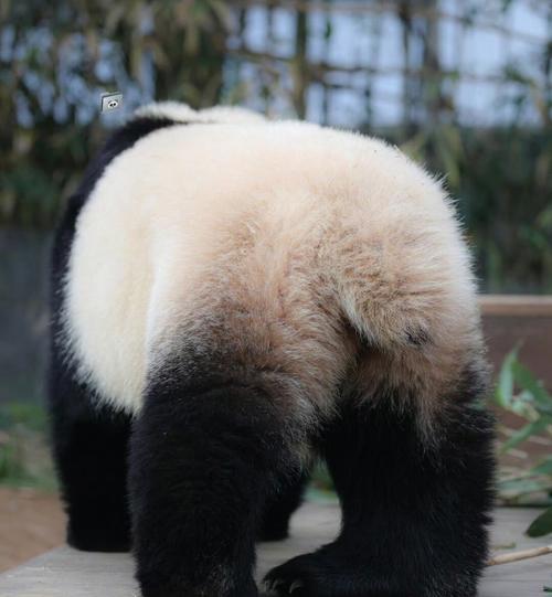 大熊猫的尾巴长什么样子？(独家揭秘短尾奇特特征！)