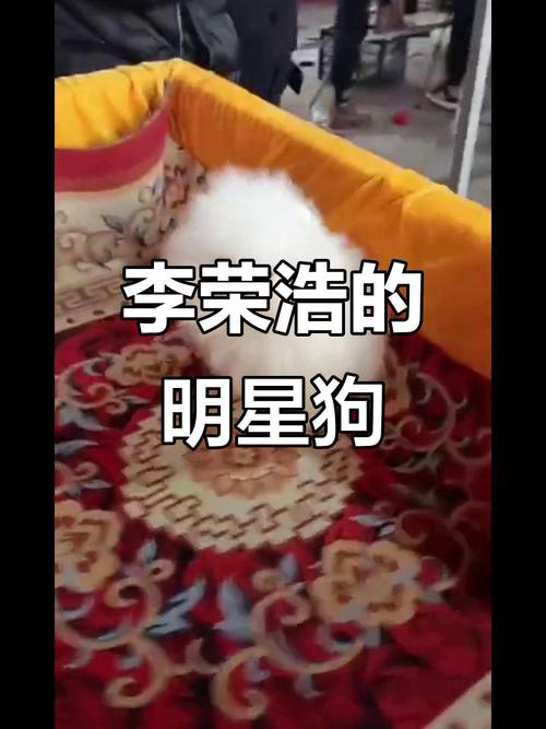 李荣浩同款狗狗好养吗？饲养经验5大注意事项