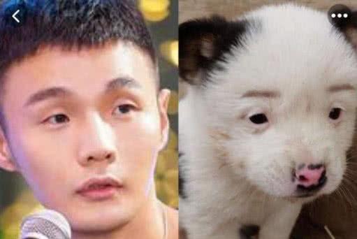 李荣浩同款狗狗好养吗?饲养经验5大注意事项