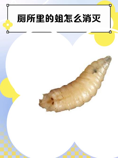 如何精准找出贪吃的蛆虫(实用指南新手也能迅速上手)