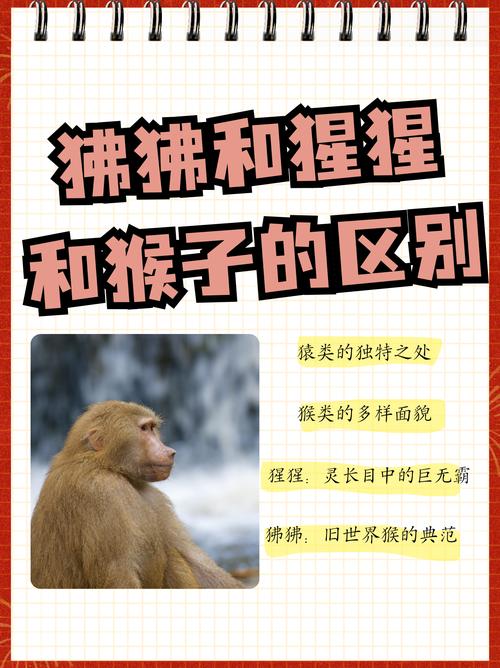 狒狒和大猩猩哪个是猴子？动物专家给你答案！