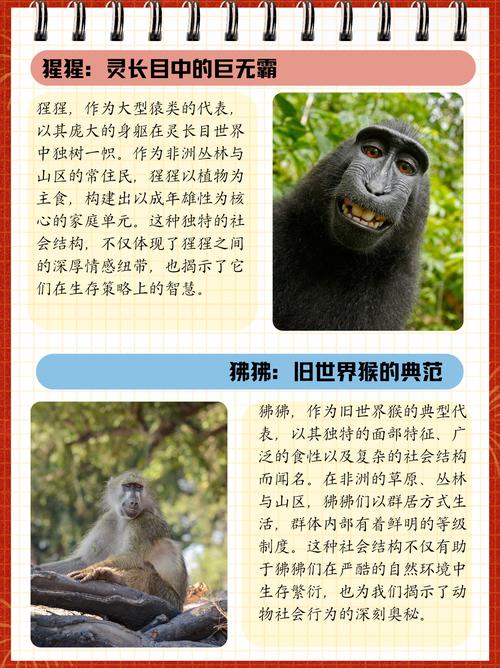 狒狒和大猩猩哪个是猴子?动物专家给你答案!