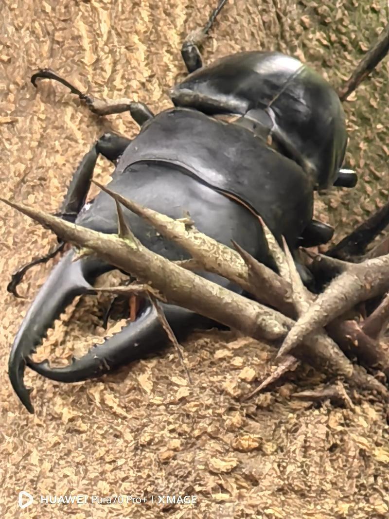 人们通常会借助哪种昆虫帮忙?这几种昆虫作用超实用!