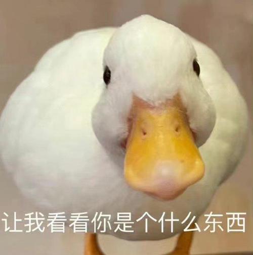 kan kan是什么平台?新人快速入门指南