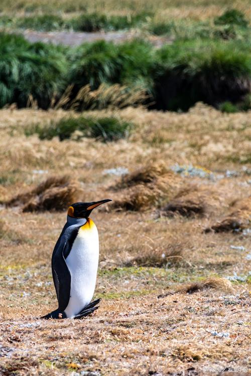 别搞错了！企鹅翅膀真正的作用在这里一看就懂
