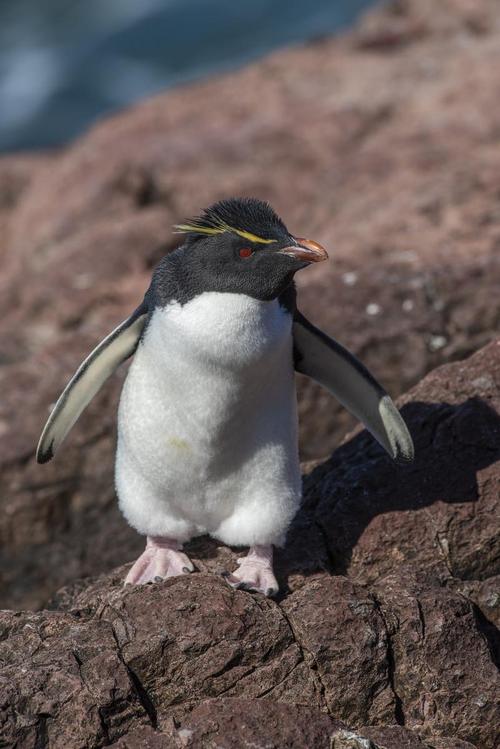别搞错了！企鹅翅膀真正的作用在这里一看就懂