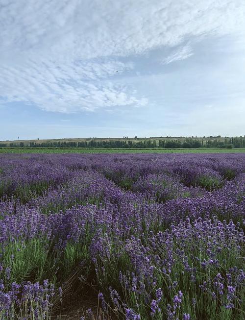 薰衣草原产地在哪里?解密世界最香种植地