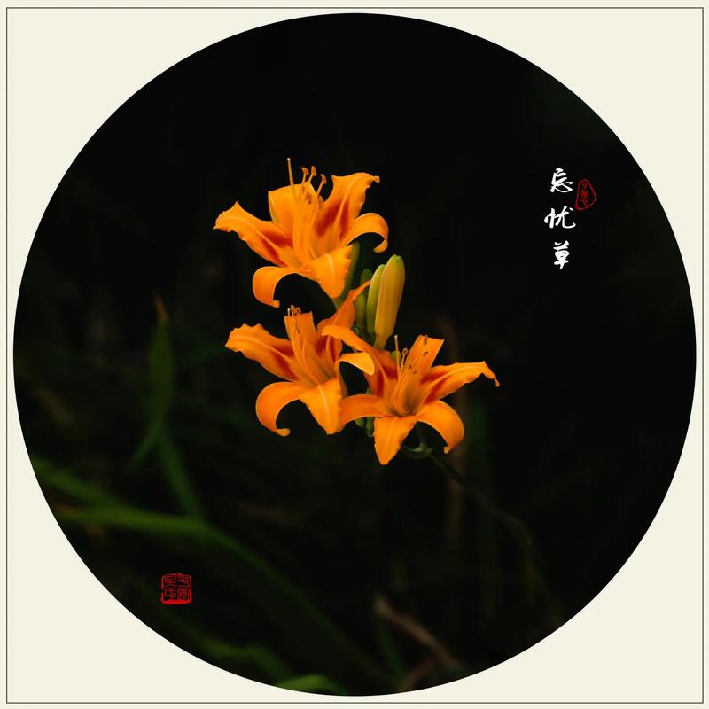 忘忧草网站访问2021有哪些渠道?推荐几种高效方式一试!