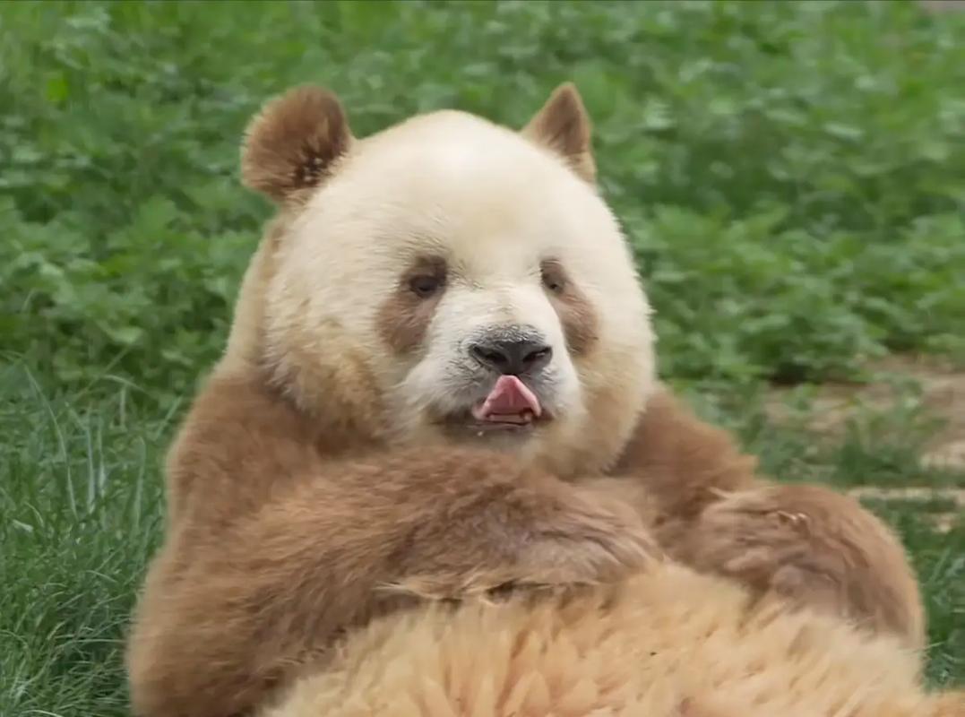 棕色的小熊猫是大熊猫的宝宝吗？(避免常见错误说法哦)