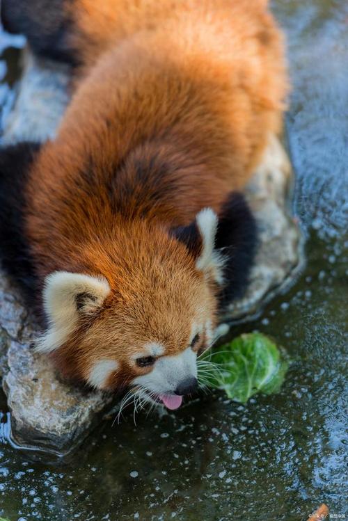 棕色的小熊猫是大熊猫的宝宝吗？(避免常见错误说法哦)