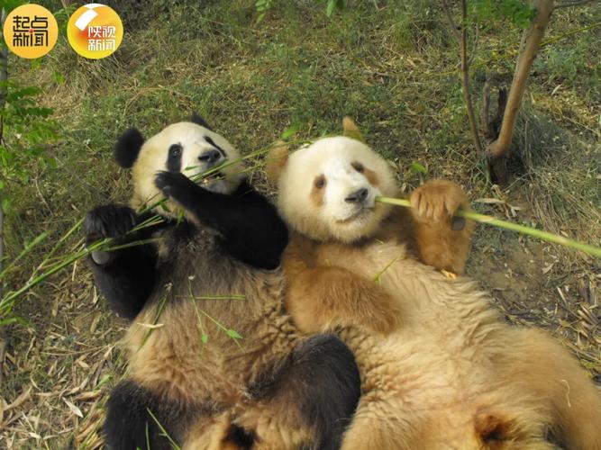棕色的小熊猫是大熊猫的宝宝吗？(避免常见错误说法哦)