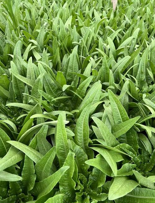 油麦菜和以下哪种蔬菜是亲戚?看看这几种常见菜就知道了