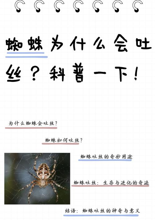 蜘蛛吐丝的秘密在哪里?简单科普马上理解!