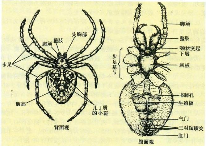 蜘蛛吐丝的秘密在哪里?简单科普马上理解!