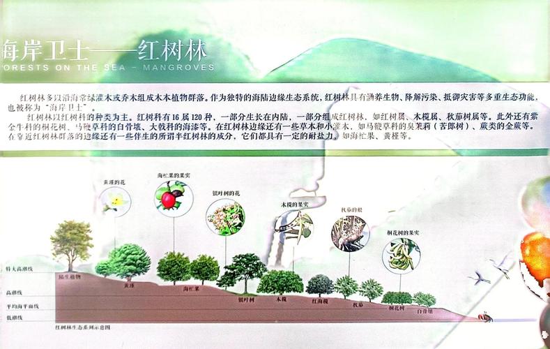 红树林属于什么生态系统？真相揭秘多数人不知道