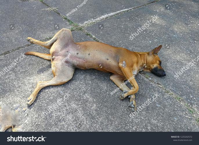 sleepingdogs结局什么意思？三大结局细节全分析