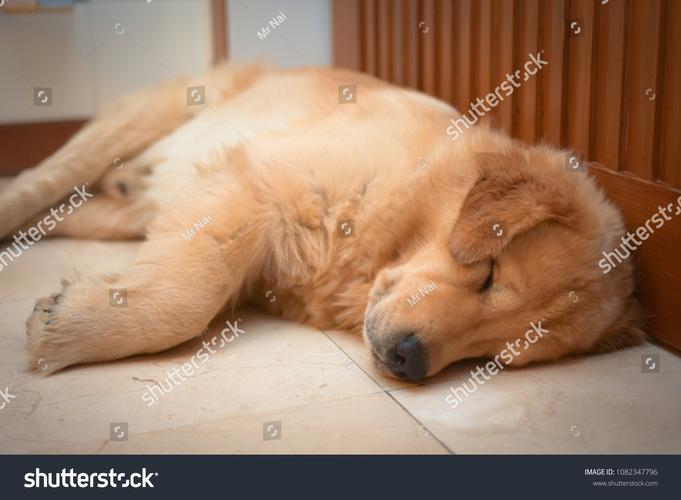 sleepingdogs结局什么意思？三大结局细节全分析