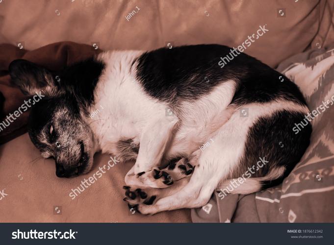 sleepingdogs结局什么意思？三大结局细节全分析