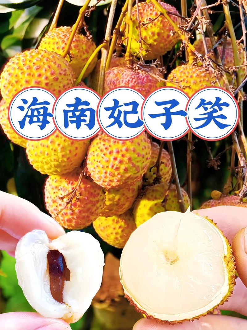 一骑红尘妃子笑时候吃到西红柿？(历史疑云真相曝光！)