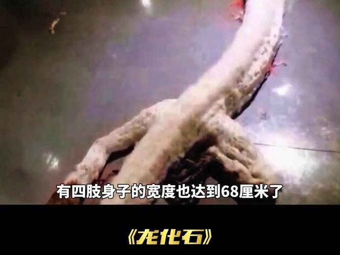 福州真龙什么梗是真是假网友这样分辨