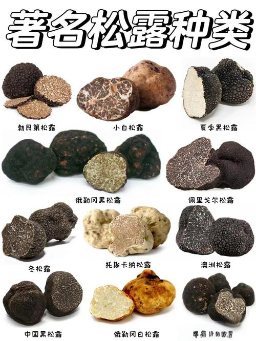 松露究竟属于菌类吗？5个事实一次讲清楚
