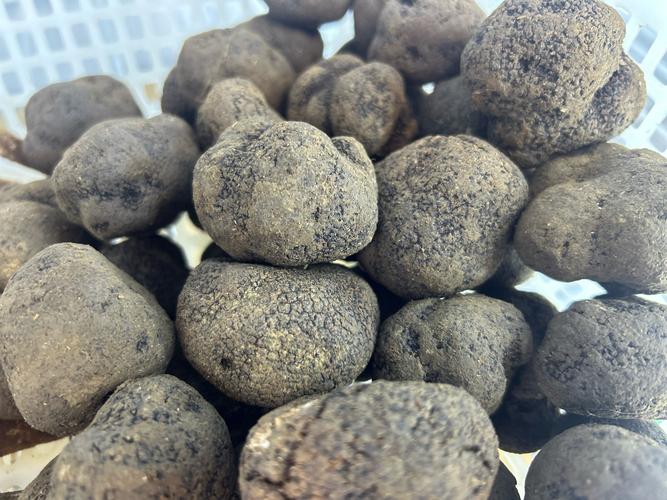 松露究竟属于菌类吗？5个事实一次讲清楚