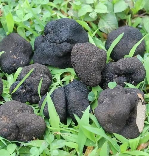 松露究竟属于菌类吗？5个事实一次讲清楚