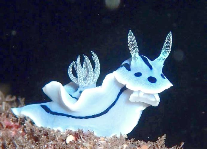 海兔的海洋生物能活多久？了解它们的寿命和栖息地环境！