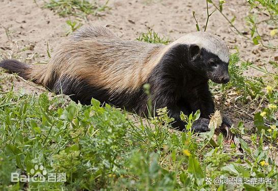 世界上最无所畏惧的动物平头哥是谁？揭秘它的5大战力秘密！