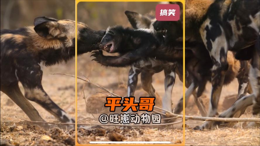 世界上最无所畏惧的动物平头哥是谁?揭秘它的5大战力秘密!