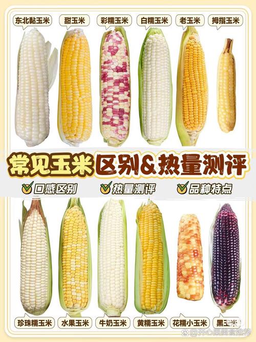 玉米几什么意思有哪些解释？5种含义全面解析！