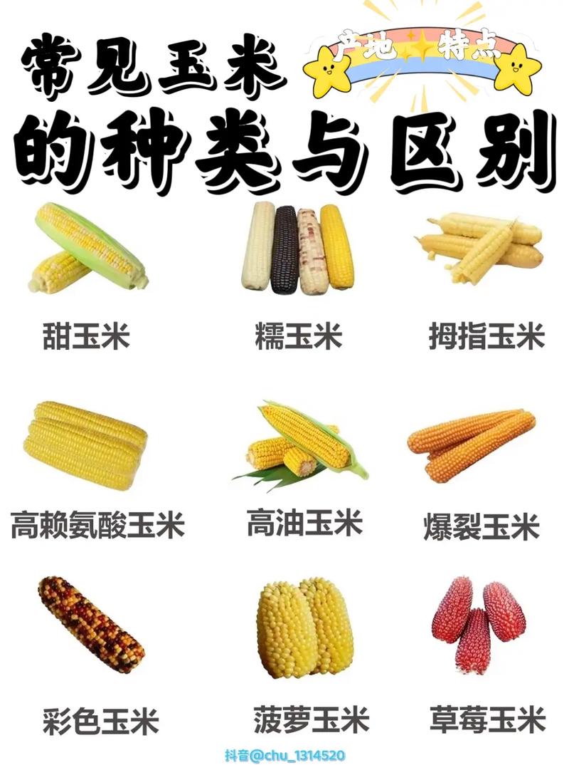 玉米几什么意思有哪些解释?5种含义全面解析!