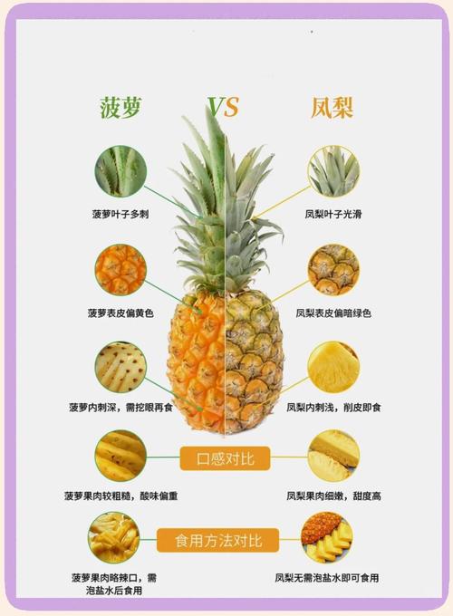 波萝和凤梨区别在哪？简单方法轻松分清楚！