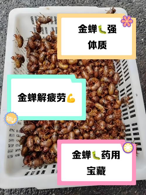 金蝉怎么获得简单？(新手必看入门教程手把手教)