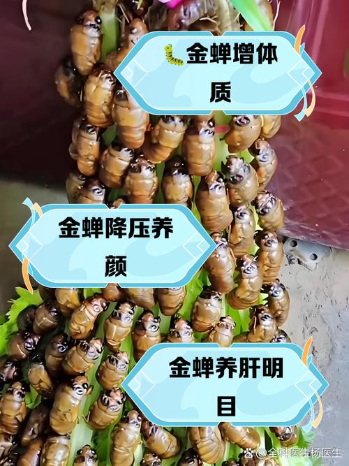 金蝉怎么获得简单？(新手必看入门教程手把手教)