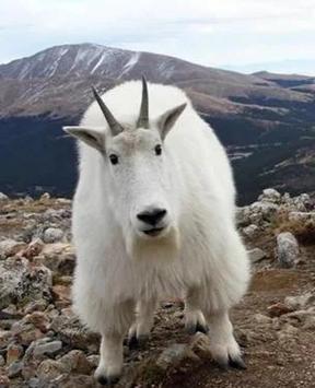 冬季雪峰草地时动物的救命草在哪里？雪山地带常见种类揭秘！