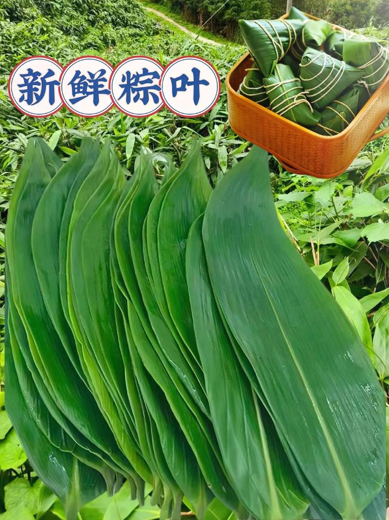 一般用来包粽子的叶子不包括什么？盘点8种常见错误别再选错
