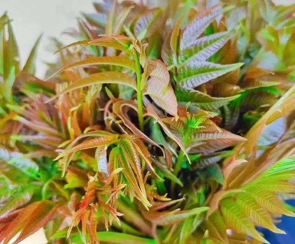 雨前椿芽嫩如丝说的是哪个节气？高效学习方法推荐！