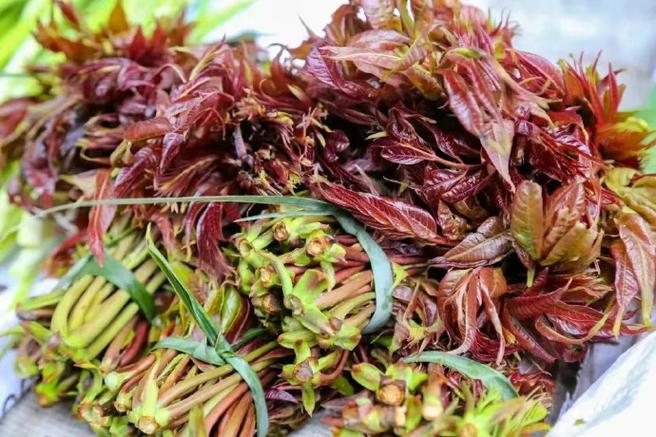 雨前椿芽嫩如丝说的是哪个节气？高效学习方法推荐！