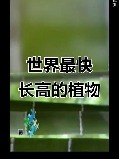 世界上长得最快的植物揭晓：它几周就能窜到几层楼高！