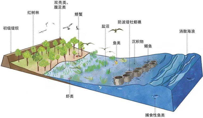 海洋生态系统类型不包括什么？聚焦我国特色生态解答