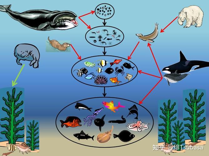 海洋生态系统类型不包括什么？聚焦我国特色生态解答