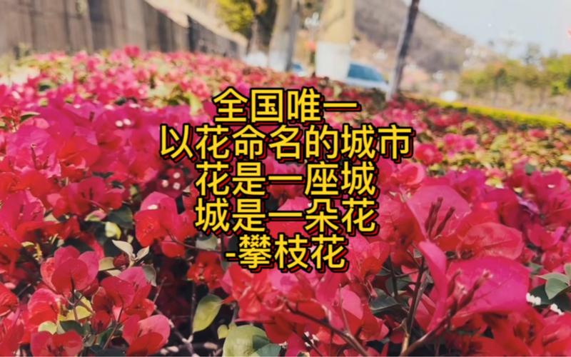 我国唯一一座以花命名的城市怎么玩?(必去景点旅游攻略)