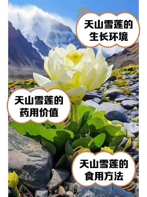 如何查找雪莲花盛开的地方演员表(快速查询方法分享)